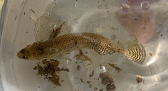 Etheostoma olmstedi