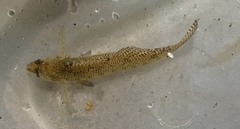 Etheostoma olmstedi