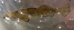 Etheostoma olmstedi