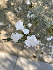 Euploca convolvulacea