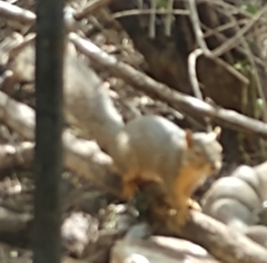 Sciurus niger