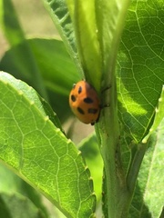 Hippodamia variegata
