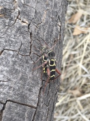 Neoclytus caprea