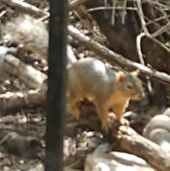 Sciurus niger