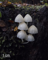 Mycena morris-jonesii