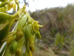 Epidendrum orthocaule