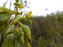 Epidendrum orthocaule