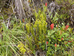 Epidendrum orthocaule