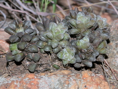 Anacampseros subnuda