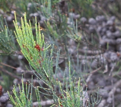 Allocasuarina monilifera