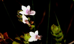 Aeollanthus buchnerianus