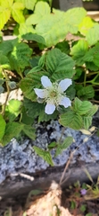 Rubus