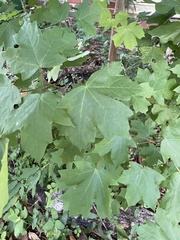Acer skutchii