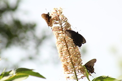 Battus philenor hirsuta