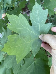Acer skutchii