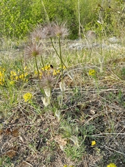 Pulsatilla grandis