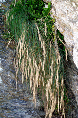 Festuca coxii
