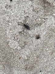 Coelopa