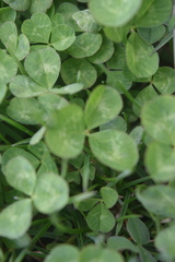 Trifolium repens