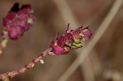 Aeollanthus buchnerianus