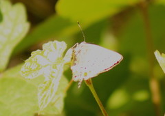 Satyrium californica