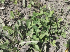 Trifolium repens