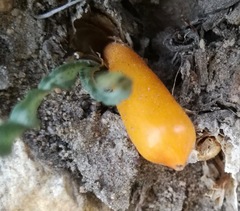 Apodolirion macowanii