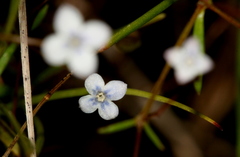 Oldenlandia herbacea