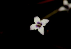 Oldenlandia herbacea