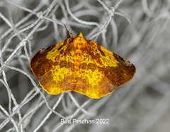 Pseudomiza leucogonia