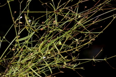 Oldenlandia herbacea