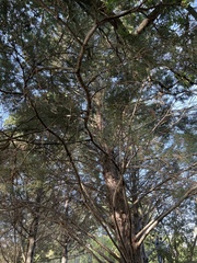 Cupressus guadalupensis