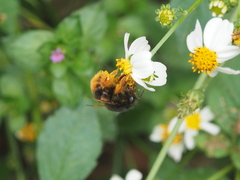 Bombus eximius