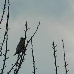 Bombycilla garrulus