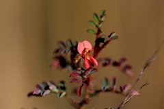 Indigofera adenoides