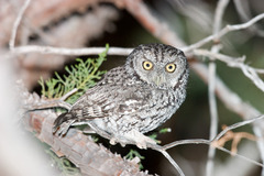 Megascops trichopsis