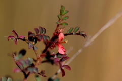 Indigofera adenoides