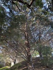 Cupressus guadalupensis