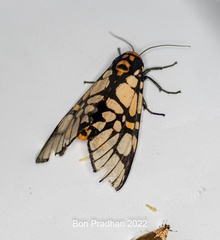 Aglaomorpha plagiata