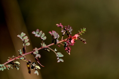 Indigofera adenoides