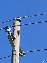 Colaptes auratus
