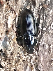 Pterostichus mutus