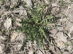 Taraxacum officinale