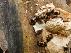 Aulacocheilus quadripustulatus