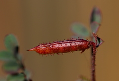 Indigofera adenoides