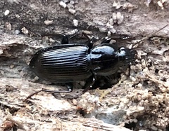 Pterostichus mutus