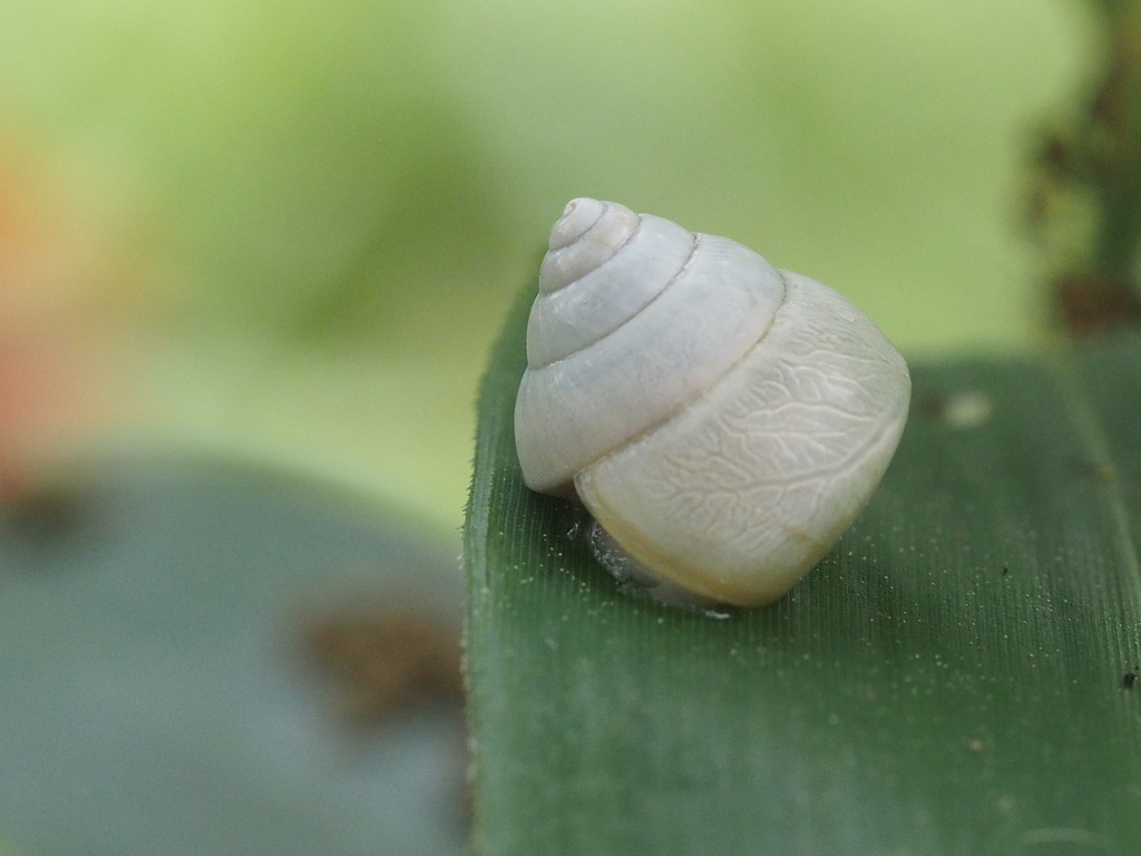 Satsuma albida