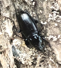 Pterostichus mutus