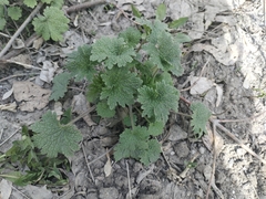 Leonurus quinquelobatus