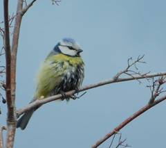 Cyanistes caeruleus